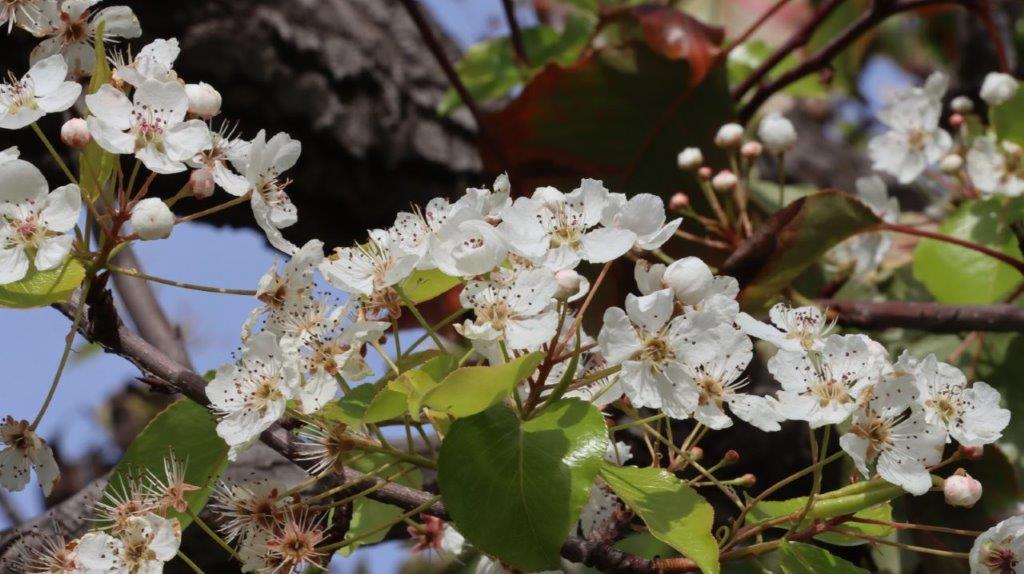 Close-up of a tree with white flowers

AI-generated content may be incorrect.