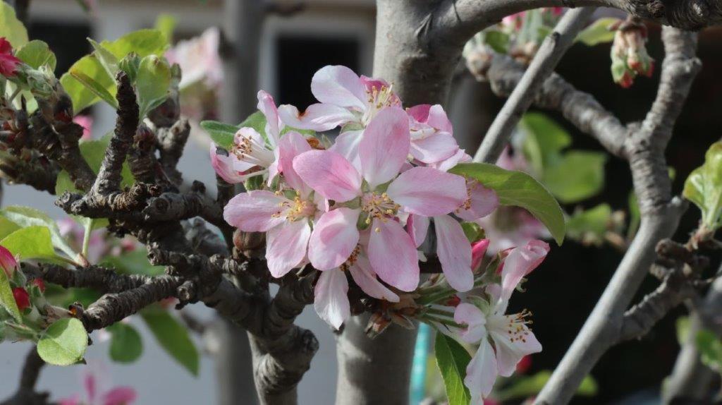 A close-up of a pink flower

AI-generated content may be incorrect.