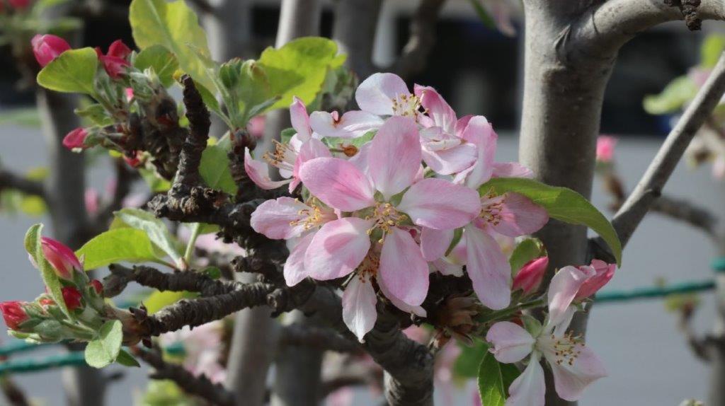 A close-up of a pink flower

AI-generated content may be incorrect.