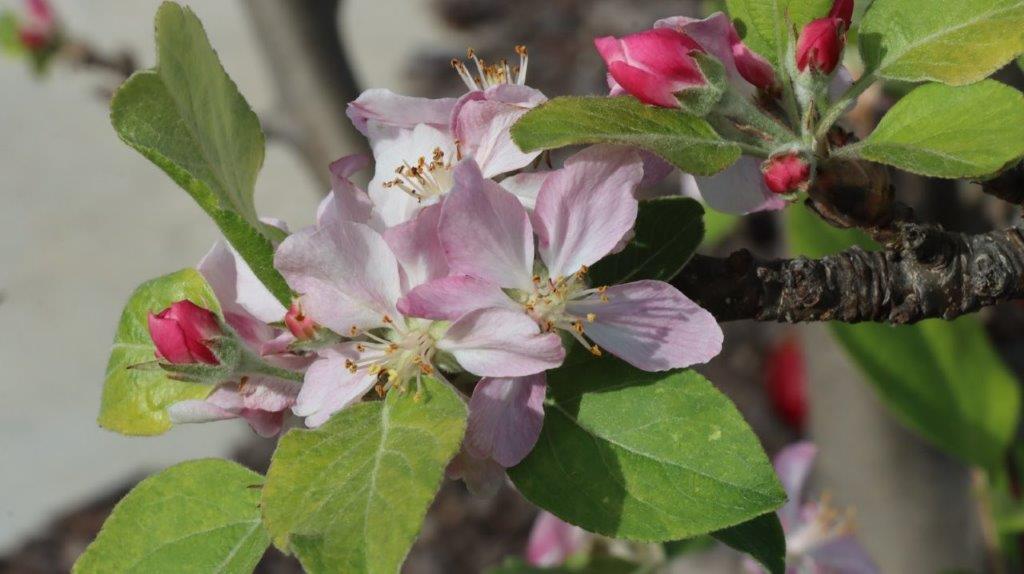 Close-up of a pink flower

AI-generated content may be incorrect.