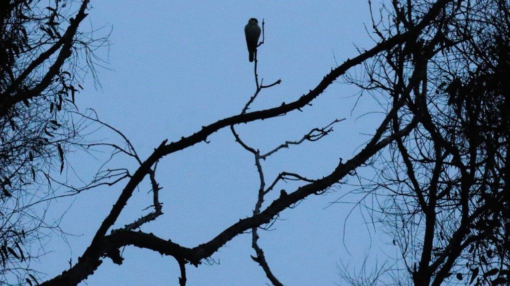 A bird perched on a branch

AI-generated content may be incorrect.