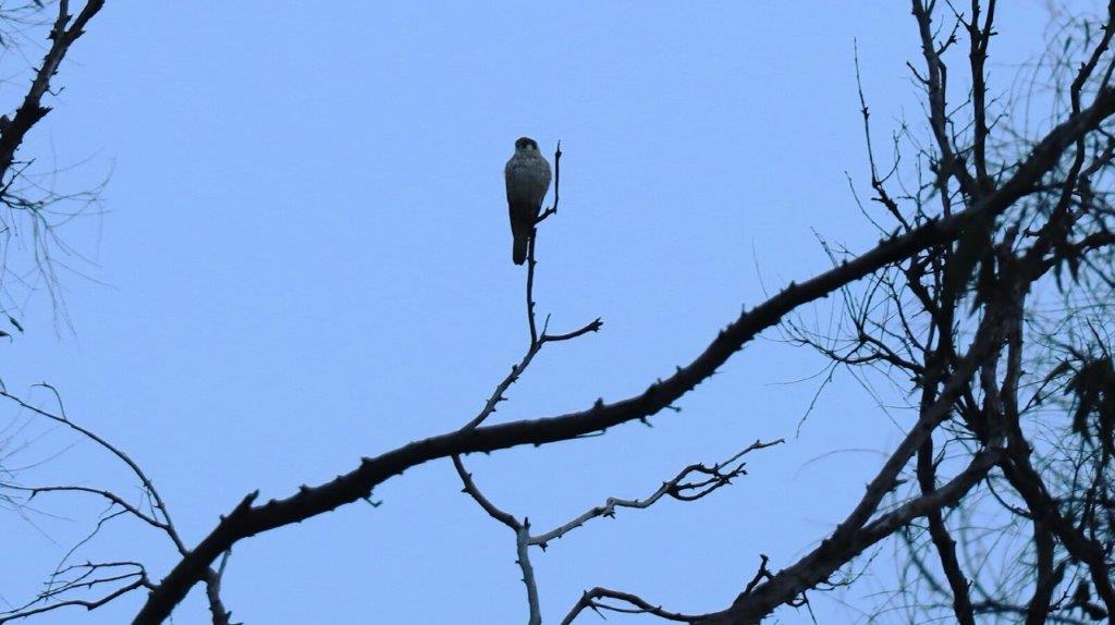 A bird perched on a branch

AI-generated content may be incorrect.