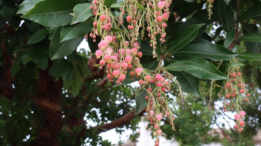 A close-up of a tree with pink flowers

AI-generated content may be incorrect.