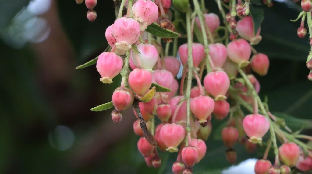 A close up of pink flowers

AI-generated content may be incorrect.