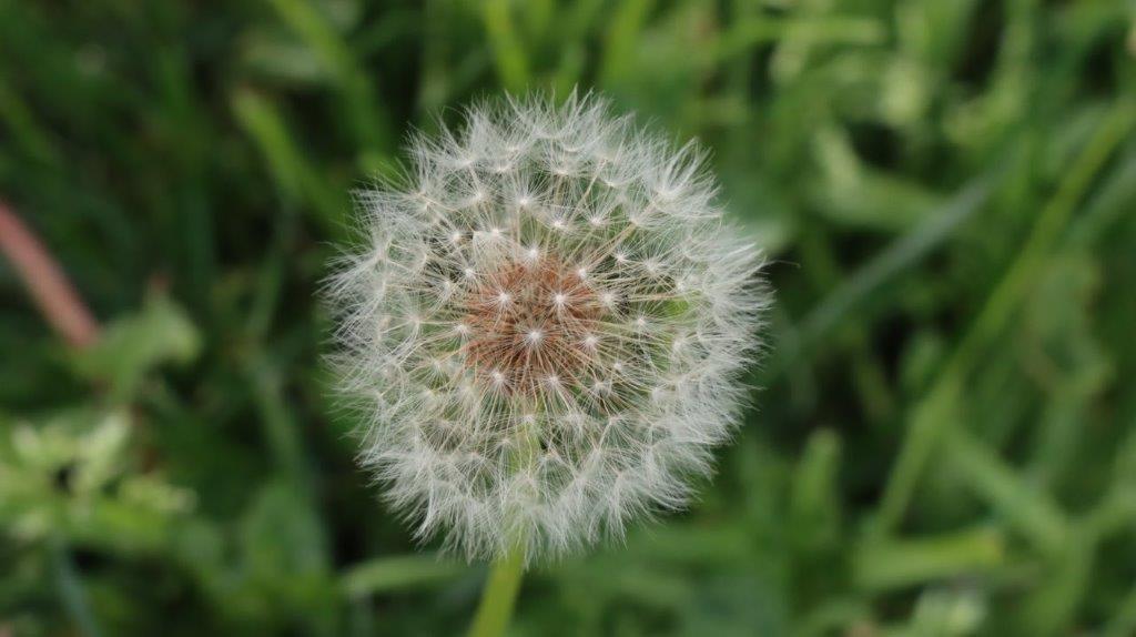 A dandelion flower with seeds

AI-generated content may be incorrect.