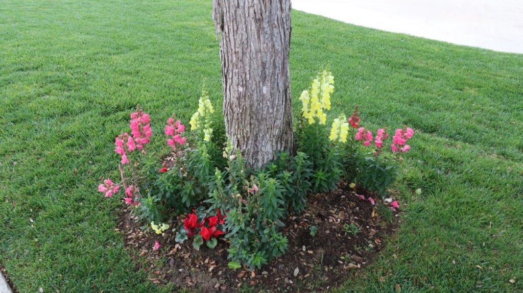 A tree trunk with flowers around it

AI-generated content may be incorrect.