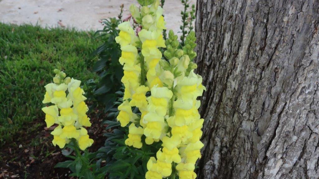 Yellow flowers next to a tree

AI-generated content may be incorrect.