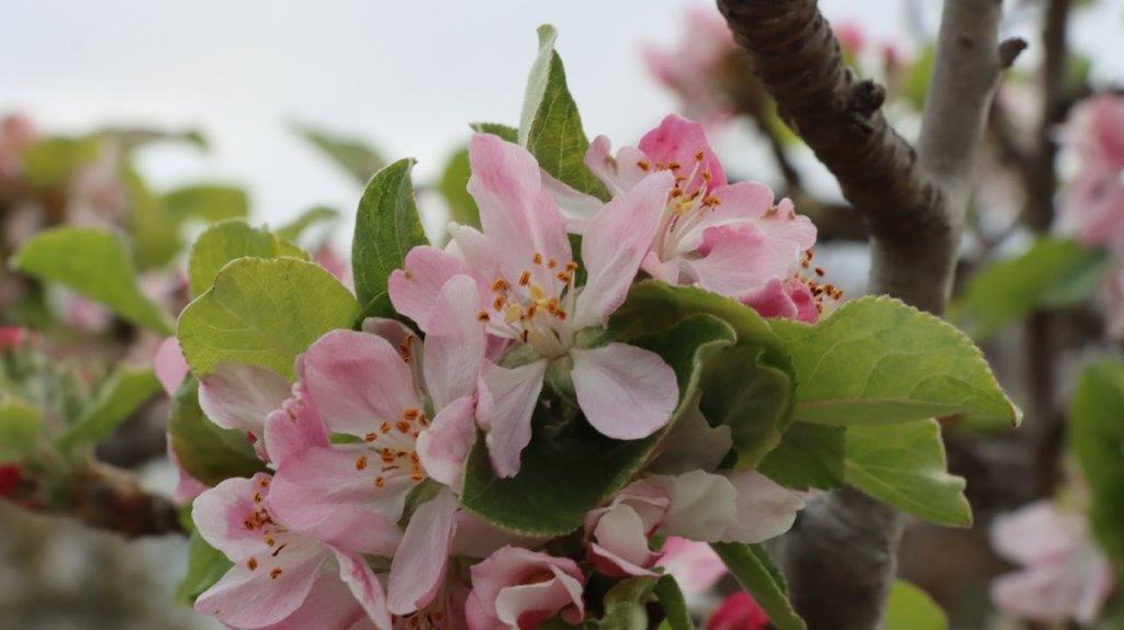 Close-up of pink flowers on a tree

AI-generated content may be incorrect.