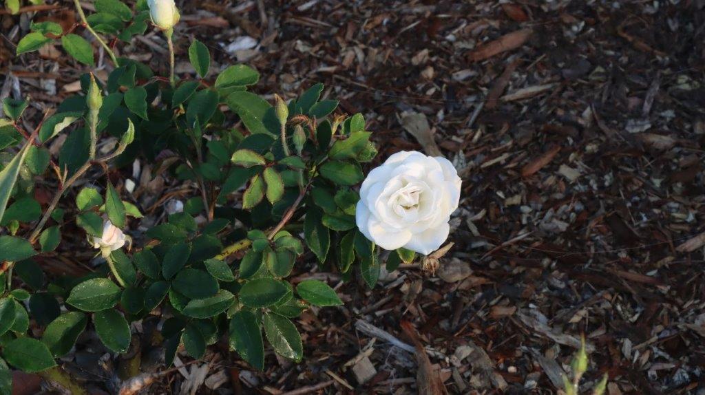 A white flower on a plant

AI-generated content may be incorrect.