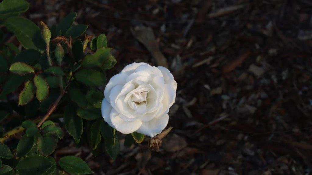 A white flower on a plant

AI-generated content may be incorrect.