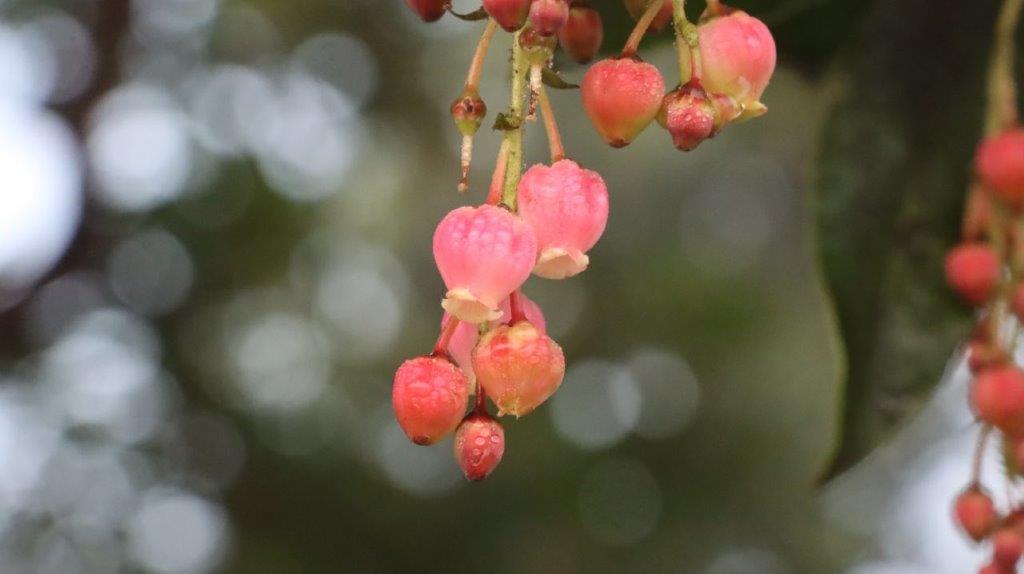 A close up of a flower

AI-generated content may be incorrect.