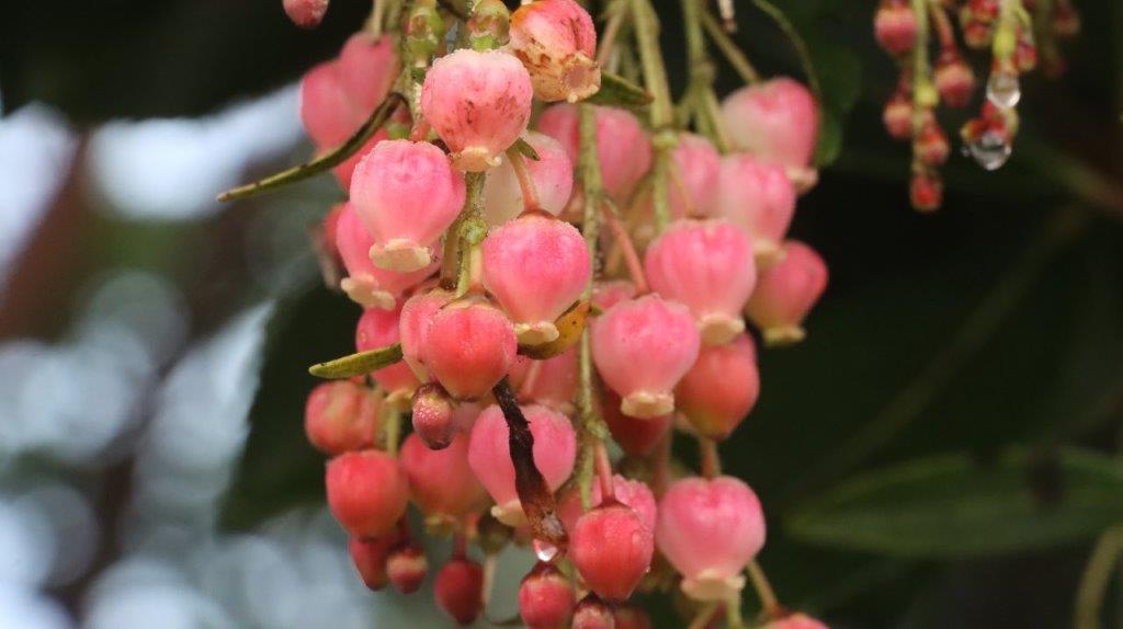 A bunch of pink flowers

AI-generated content may be incorrect.