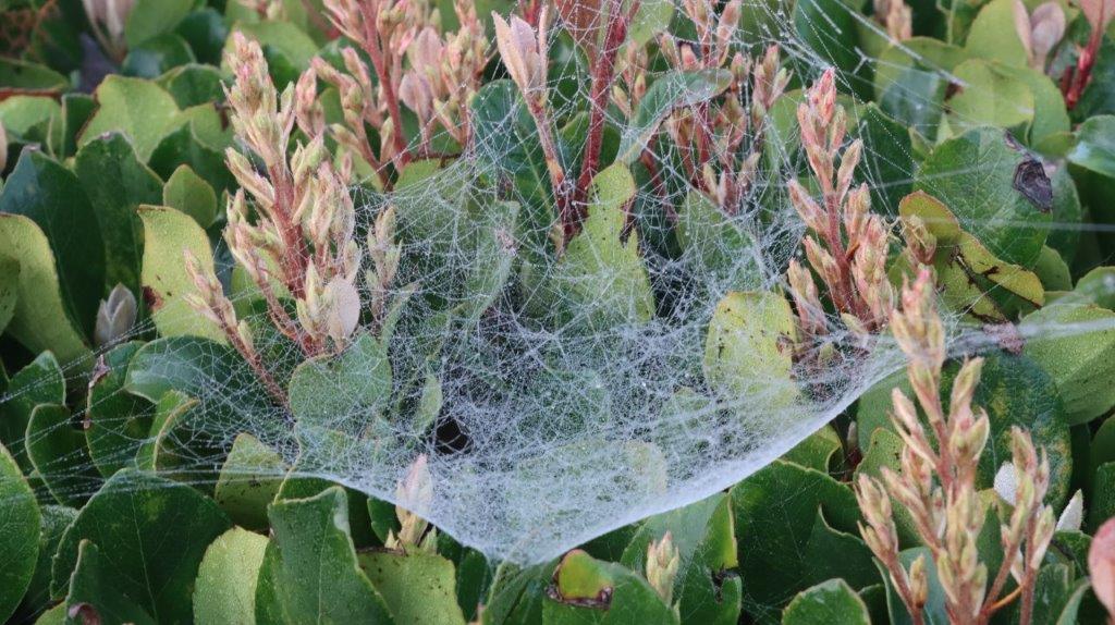 A spider web on a plant

AI-generated content may be incorrect.