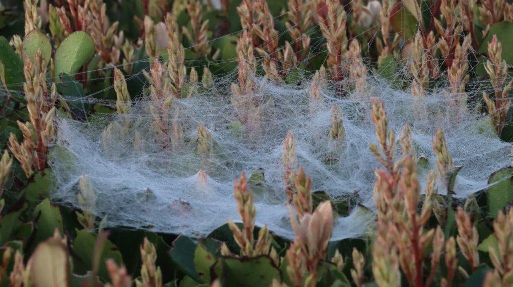 A spider web on a plant

AI-generated content may be incorrect.