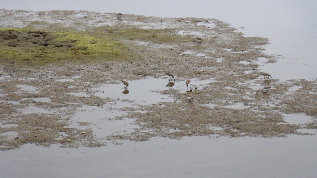 Birds standing in mud on a beach

Description automatically generated