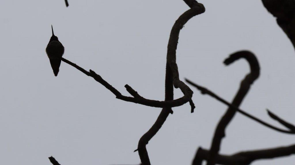 A close-up of a tree branch

Description automatically generated