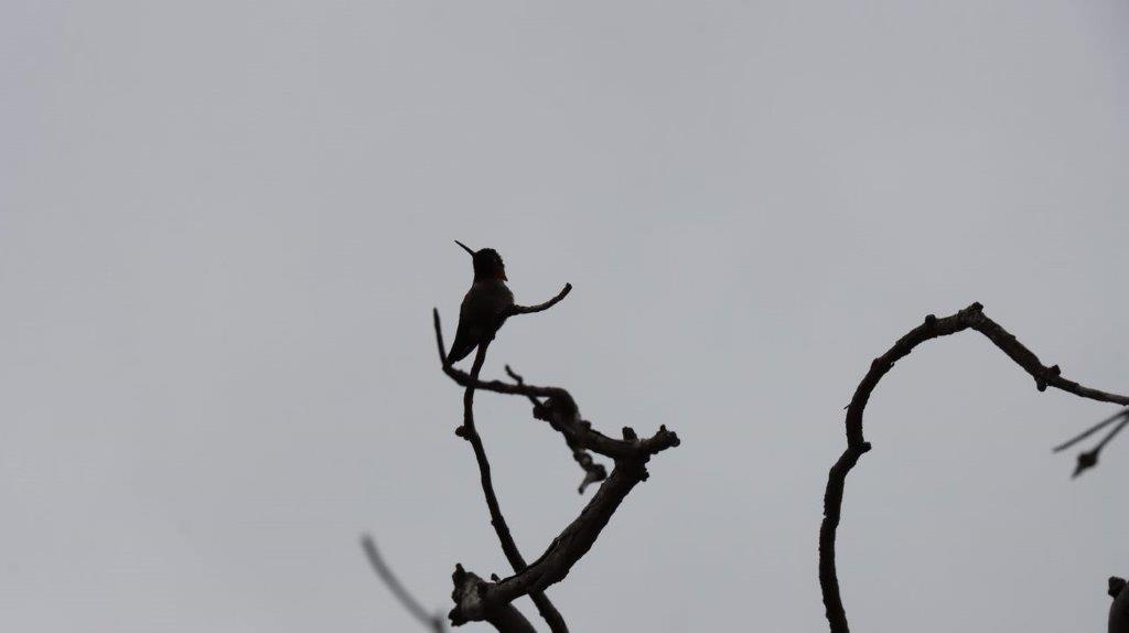 A bird perched on a branch

Description automatically generated