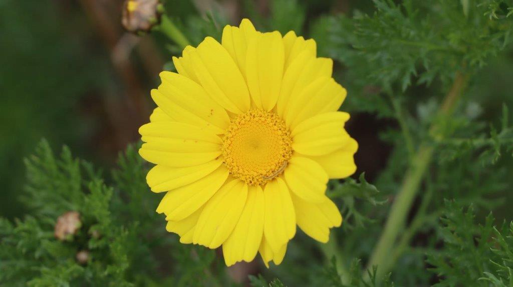 A yellow flower with green leaves

Description automatically generated