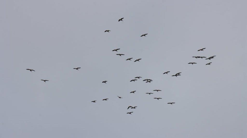 A flock of birds flying in the sky

Description automatically generated