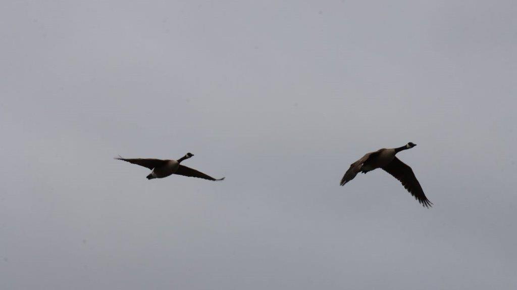 A pair of geese flying in the sky

Description automatically generated