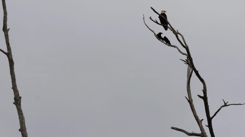 A group of birds perched on a tree branch

Description automatically generated