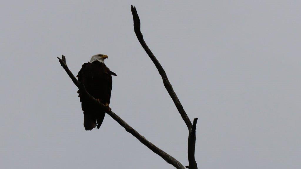 A bald eagle perched on a branch

Description automatically generated