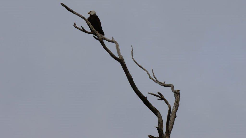 A bald eagle perched on a tree branch

Description automatically generated
