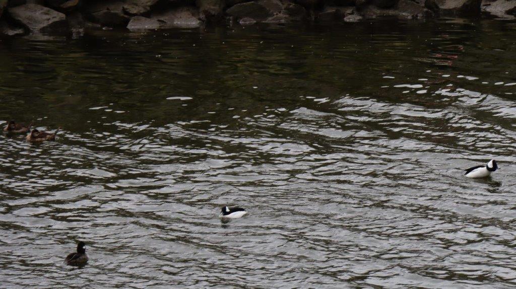 A duck swimming in a body of water

Description automatically generated