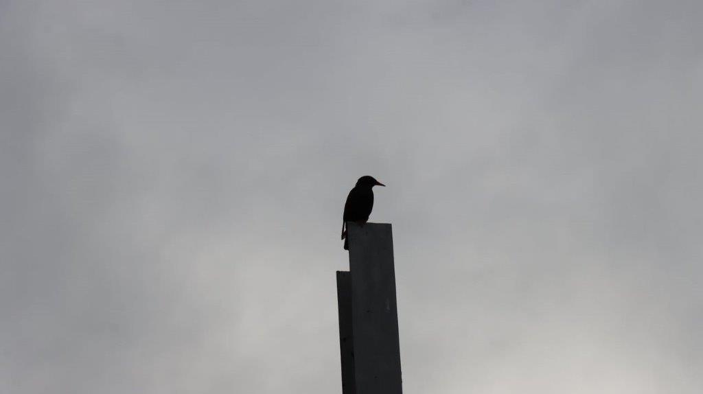 A bird on a post

Description automatically generated