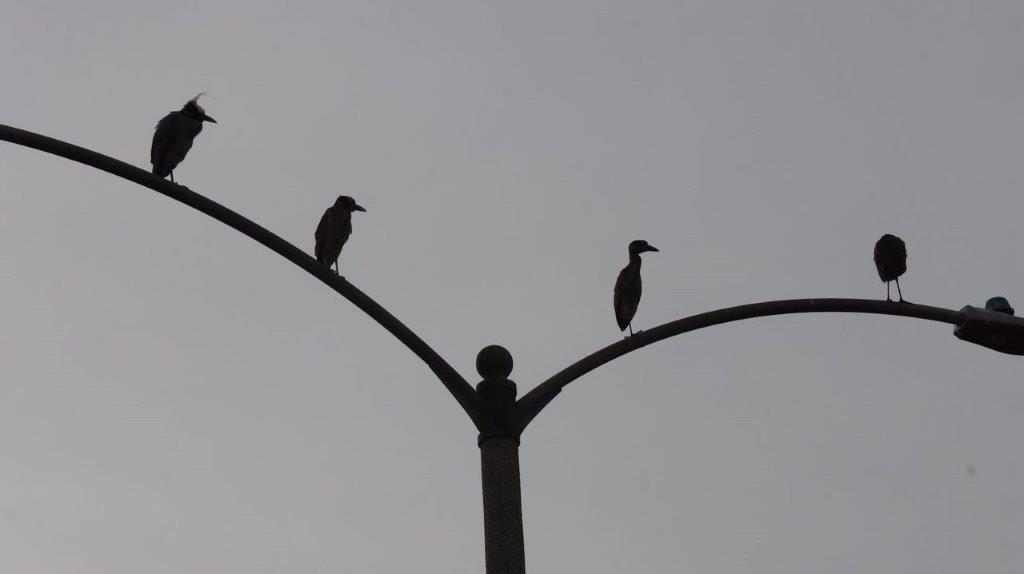 Birds sitting on a street light

Description automatically generated