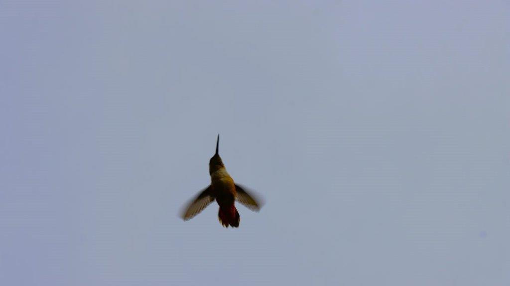 A hummingbird flying in the sky

Description automatically generated