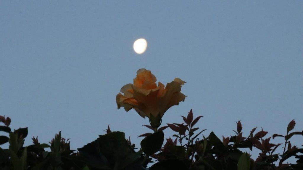 A yellow flower with the moon in the background

Description automatically generated