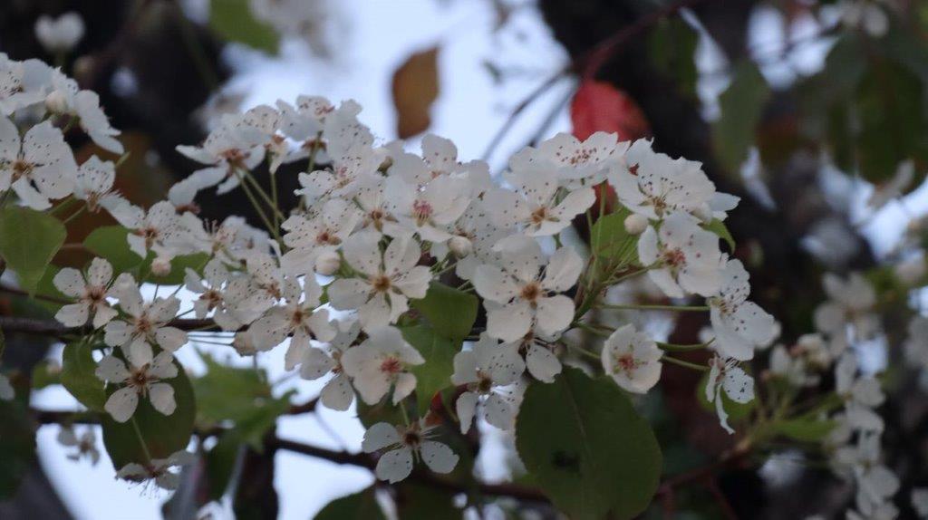 A close-up of a tree branch with white flowers

Description automatically generated