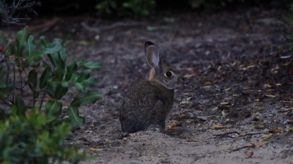 A rabbit sitting in the dirt

Description automatically generated