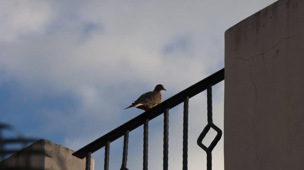 A bird sitting on a railing

Description automatically generated