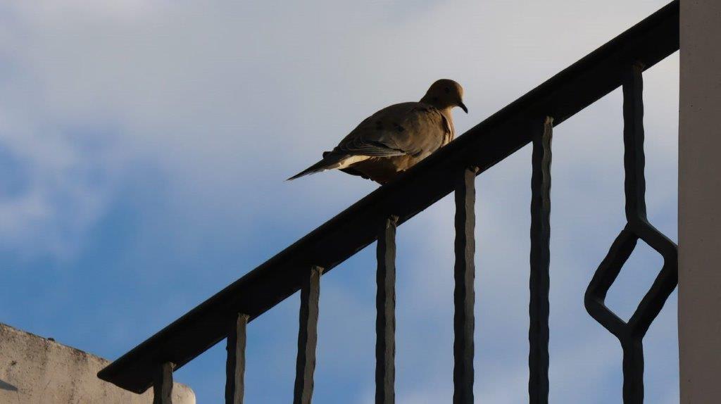 A bird on a railing

Description automatically generated