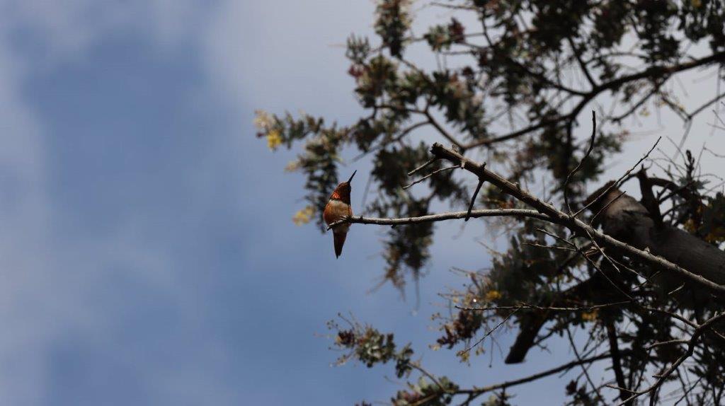 A bird on a branch

Description automatically generated