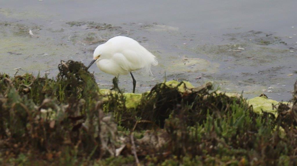 A white bird standing on a rock

Description automatically generated