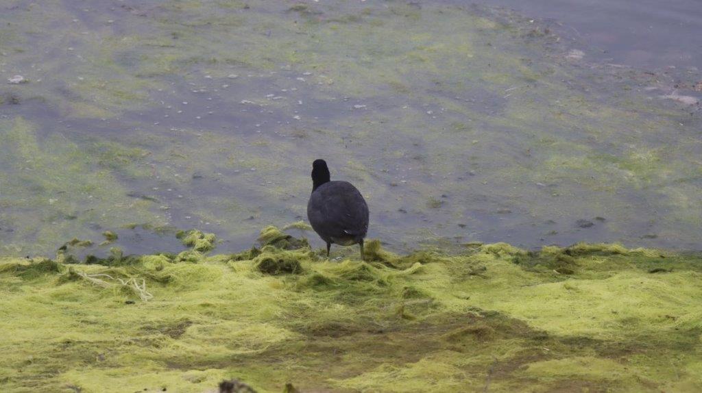 A bird standing on the shore of a lake

Description automatically generated