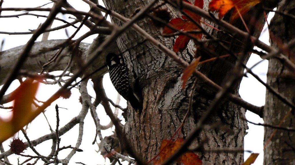 A bird on a tree branch

Description automatically generated