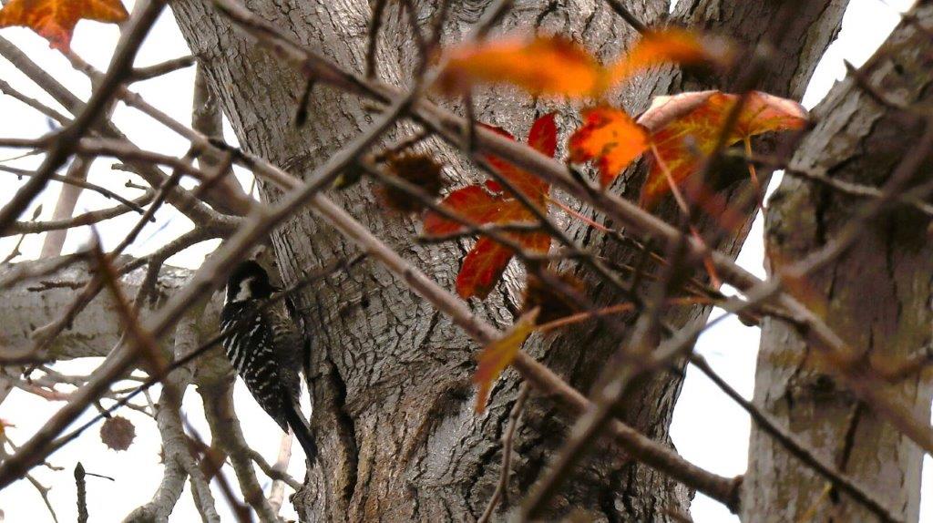 A bird on a tree branch

Description automatically generated