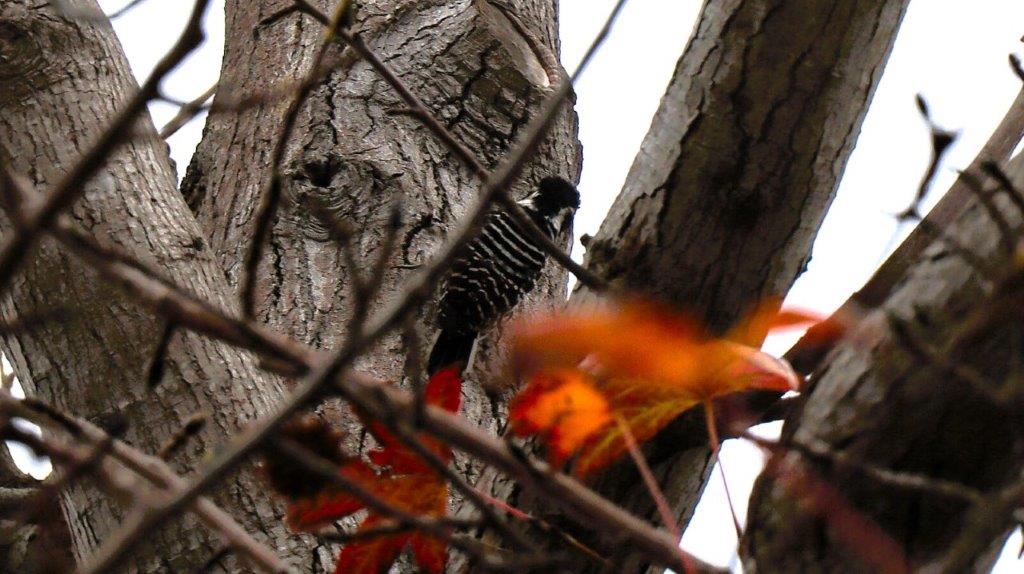 A bird on a tree branch

Description automatically generated