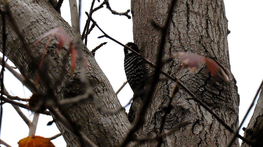 A bird in a tree

Description automatically generated