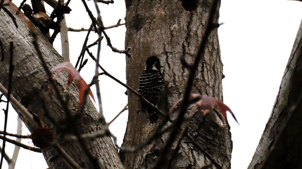 A bird in a tree

Description automatically generated