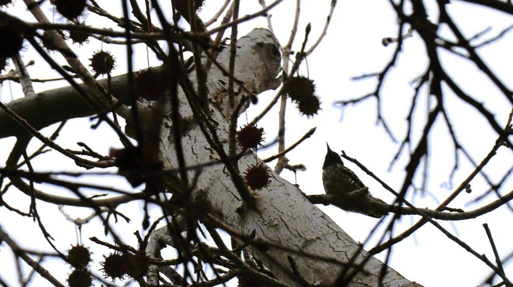 A bird on a tree

Description automatically generated