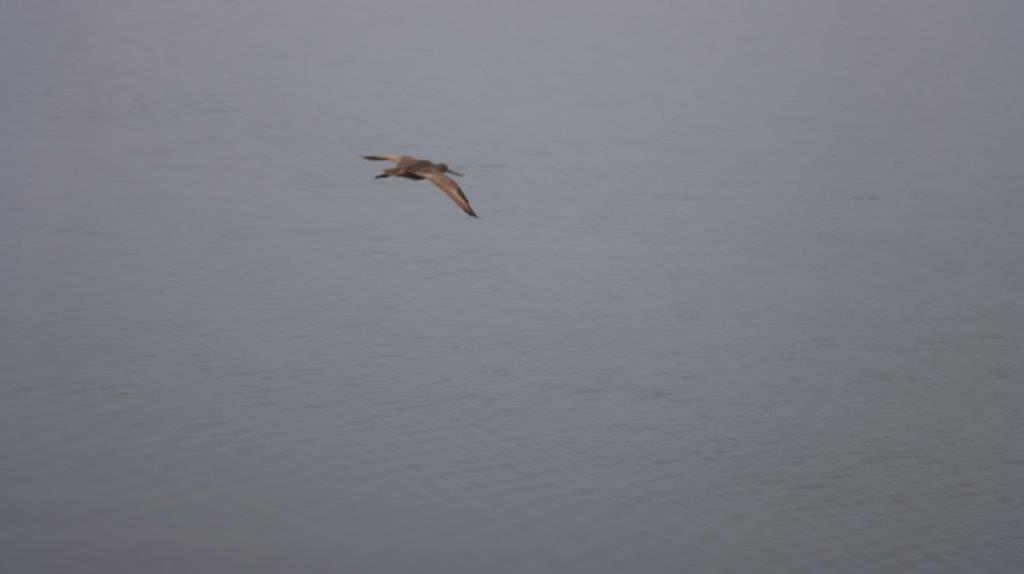 A bird flying over water

Description automatically generated