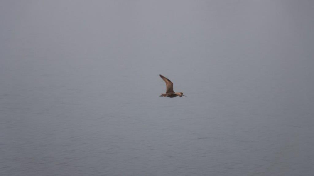 A bird flying over water

Description automatically generated