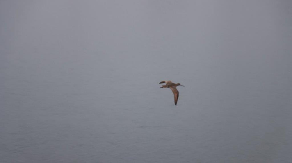 A bird flying over water

Description automatically generated