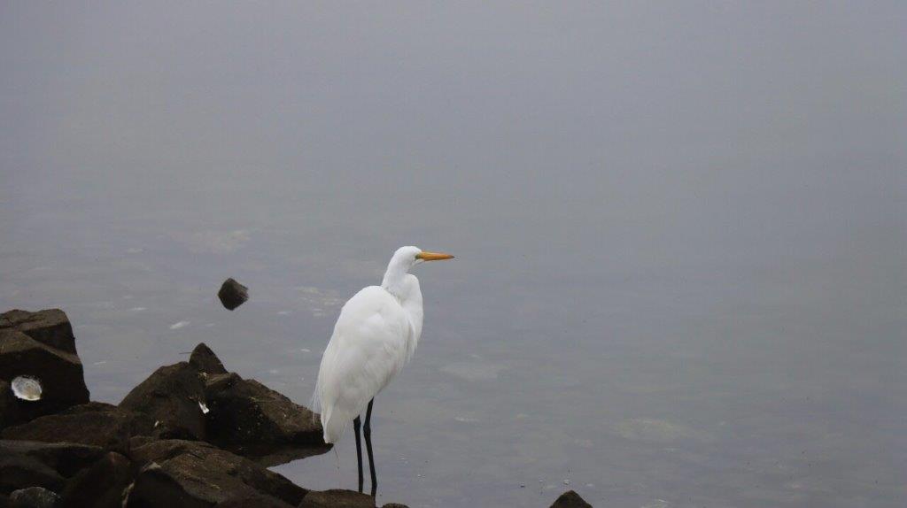 A white bird standing on rocks

Description automatically generated