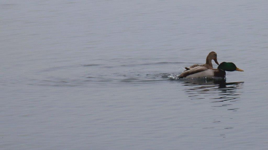 A duck swimming in the water

Description automatically generated